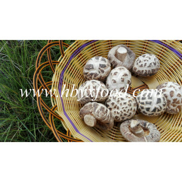 Getrocknete weiße Blume Shiitake Pilz Preise